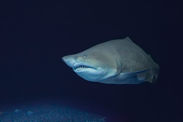 Obraz premium A beautiful big sand tiger shark