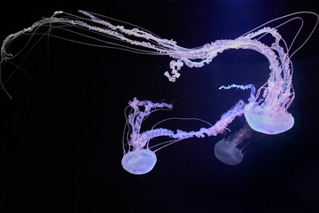 Beautifully lit compass jellyfish