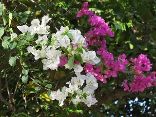 The bush of white and pink oleander flowers. (Nerium Oleander). Summer flowers on green leaves...
