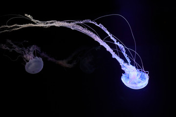 Fototapeta premium Beautifully lit compass jellyfish