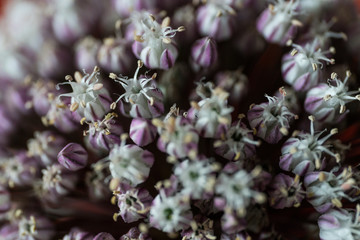 purple 1