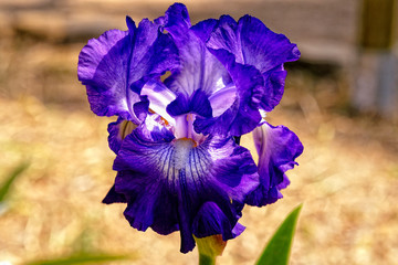A beautiful iris