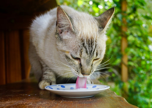 Close-up of a cute cat on a wooden bench drinking milk in a saucer, forested background