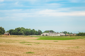 Fototapeta na wymiar Landscape of village life. Pasture on which cows graze in summer