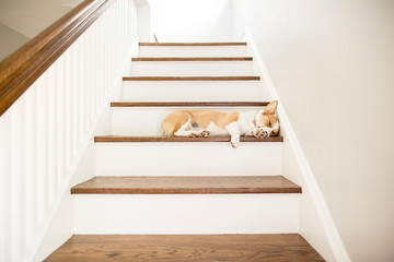 Dog sleeping on steps at home
