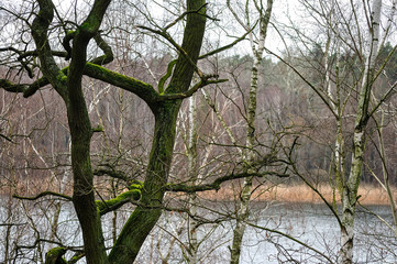 Drzewa © Grzegorz Polak