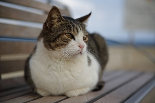 Cute cut sist on wooden bench outdoor, close up portrait, background in soft focus