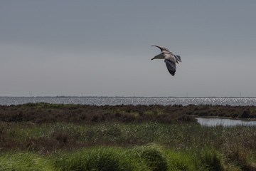 Wildlife in delta of the Po river