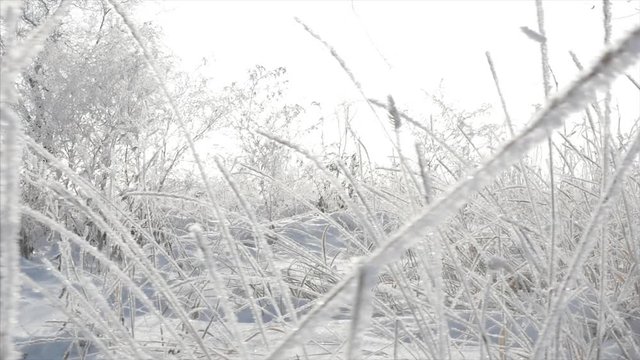 Snow-covered trees, dry reeds in the snow, Bright sunlight falling with snow, snowflakes falling from the trees.