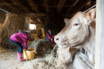 Des enfants donnent &agrave; manger &agrave; des vaches dans une vieille ferme