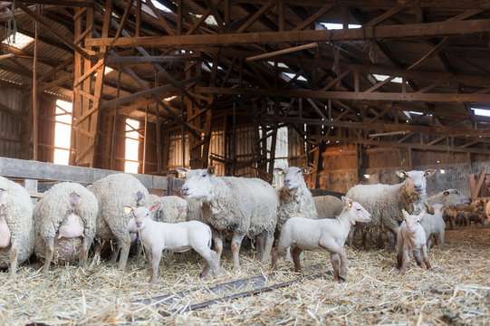 Des brebis et leurs agneaux dans une ancienne bergerie