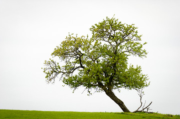 Obraz premium Arbre isolé dans une prairie