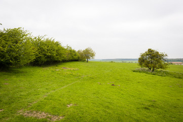 Brebis et agneaux se promènent dans une prairie au printemps