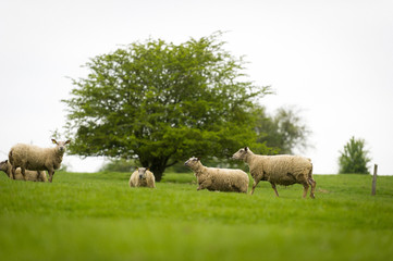 Brebis et agneaux se promènent dans une prairie au printemps
