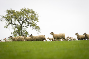 Obraz premium Brebis et agneaux se promènent dans une prairie au printemps