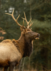 Elk Wapiti Gazing into the Distance