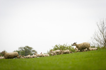 Brebis et agneaux se promènent dans une prairie au printemps