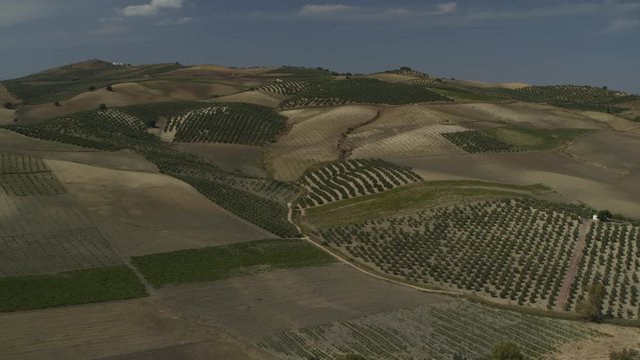 Aerial view of olive orchard in rolling landscape / Olvera, Malaga, Spain