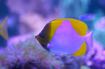 Fototapeta na wymiar Yellow pyramid butterflyfish in an aquarium