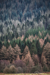 group of fir trees in a wood 