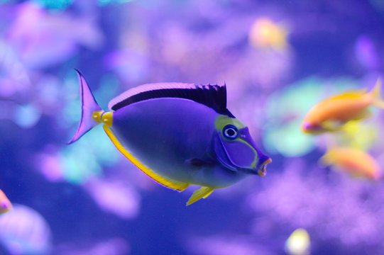 barcheek unicornfish / naso tang / orange-spine unicornfish