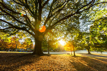 Beautiful autumn light sunset on the park, Atlanta.  