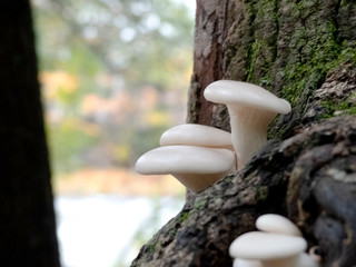 Champignons en gros plan