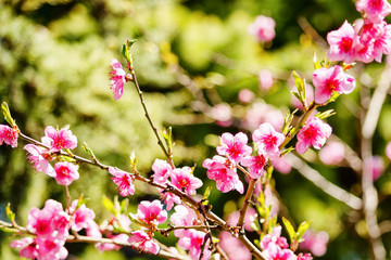 spring nature, peach blossom, pink flowers on branches on a Sunny day, beautiful postcard