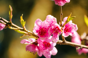 spring nature, peach blossom, pink flowers on branches on a Sunny day, beautiful postcard