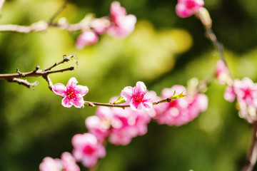 Fototapeta na wymiar spring nature, peach blossom, pink flowers on branches on a Sunny day, beautiful postcard