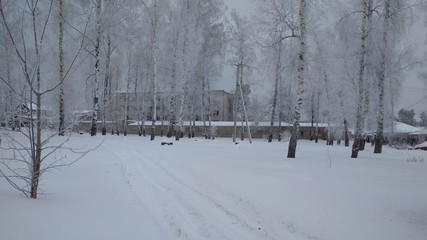 winter in the forest.,Russia