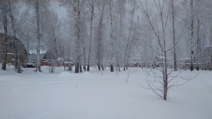 winter in the forest.,Russia