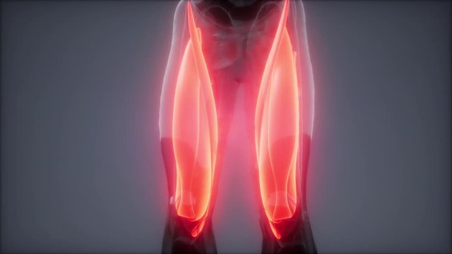 thigh muscles - Visible muscle anatomy map