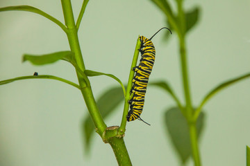 oruga alimentándose 