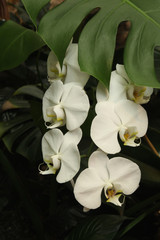 6 White Orchids
