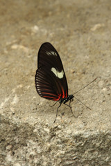 Black and Red Butterfly Wings Up