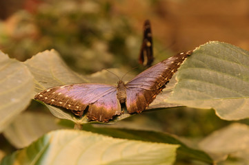 Blue and Black Butterfly