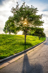 sun glowing behind a tree by the side of the road