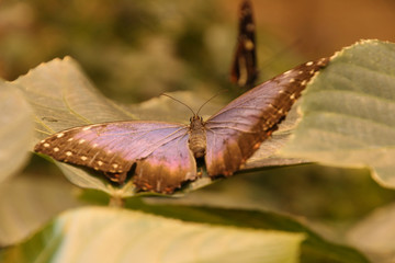 Close Up Purple and Black Butterfly