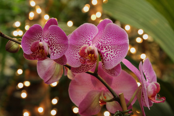 Naklejka na ściany i meble Purple Spotted Orchids