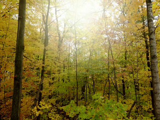 Paysage de forêt