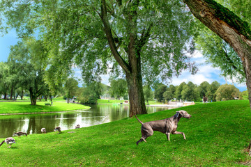 Grey setter dog running on green lawn. Trees at river with boats under blue cloudy sky.