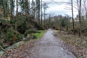 road in the forest - damage after storm - broken trees