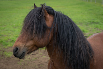 A semi-wild horse in Iceland