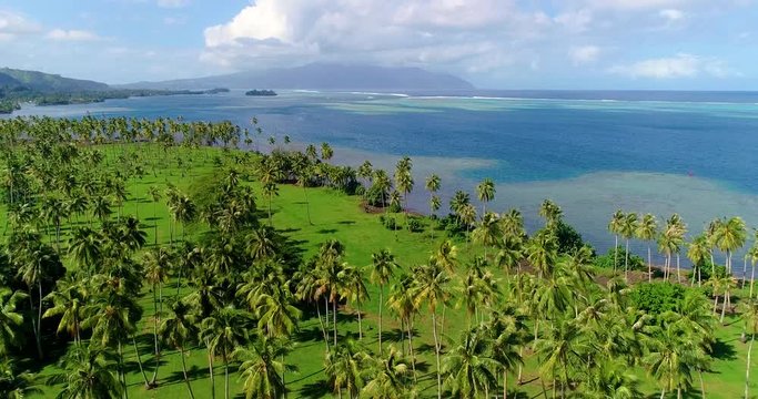 palm forest with lagoon in aerial view