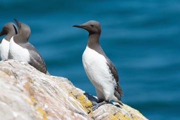 Fototapeta premium Guillemot