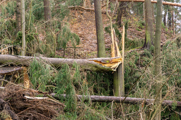 broken tree in the forest - windfall after a storm