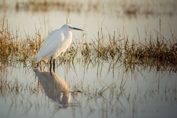 Little Egret wading in the reeds