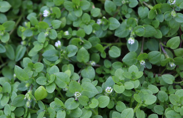 Fototapeta premium Chickweed ,Stellaria media. Young taste very gently with flavor of nuts. You can use them in fresh vegetable salads. The chickweed advantage is that we have it fresh almost all year round.