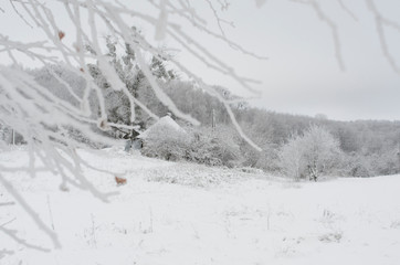 Winter scene with tree branches in foreground outdoors on overcast day